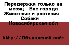 Передержка только на месяц - Все города Животные и растения » Собаки   . Новосибирская обл.